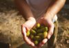 Nadšení z biopaliv opadlo, cena sójových bobů reaguje propadem soja, biopaliva
