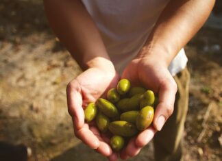 Nadšení z biopaliv opadlo, cena sójových bobů reaguje propadem soja, biopaliva