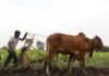 Indie nahrazuje výpadky exportu ukrajinského obilí. Její vývozy mohutně rostou Indie farmář orající pole