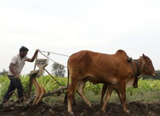 Indie nahrazuje výpadky exportu ukrajinského obilí. Její vývozy mohutně rostou Indie farmář orající pole