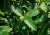 Vláda projedná regulovaný prodej kratomu a konopí či nominaci do EIB kratom, konopí, vláda, EIB