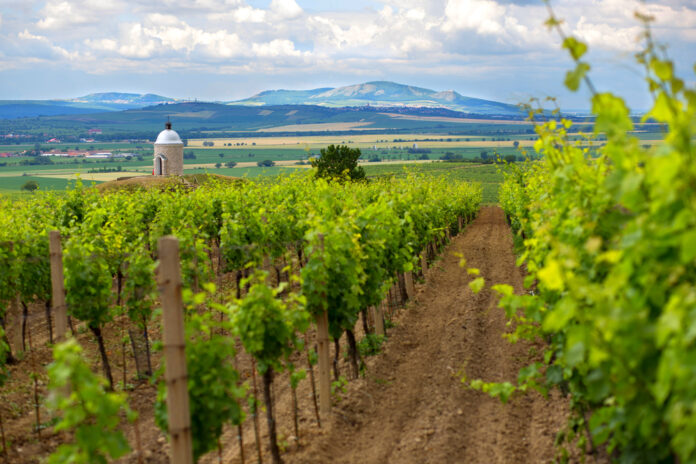 Vinice